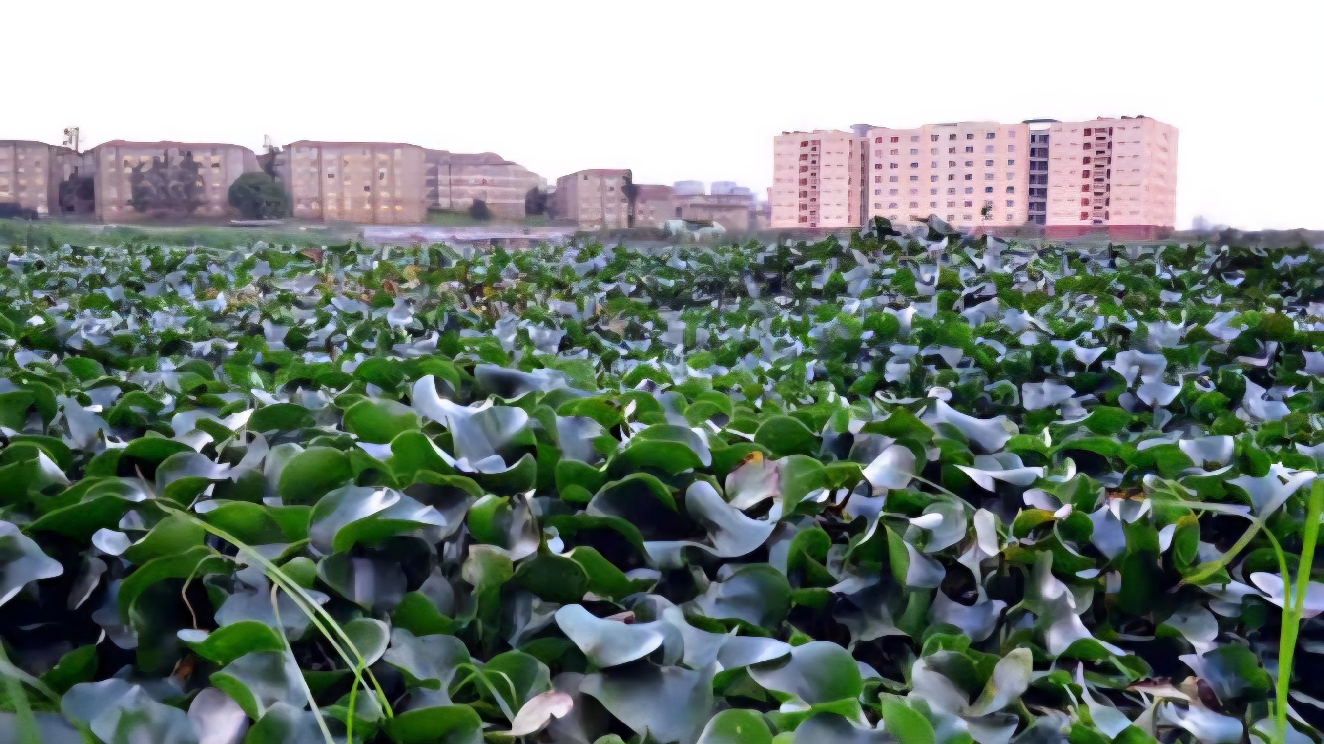 A wide shot of the Nairobi Dam showing a dense, sprawling carpet of green water hyacinth completely covering the water surface with residential apartment buildings in the background.