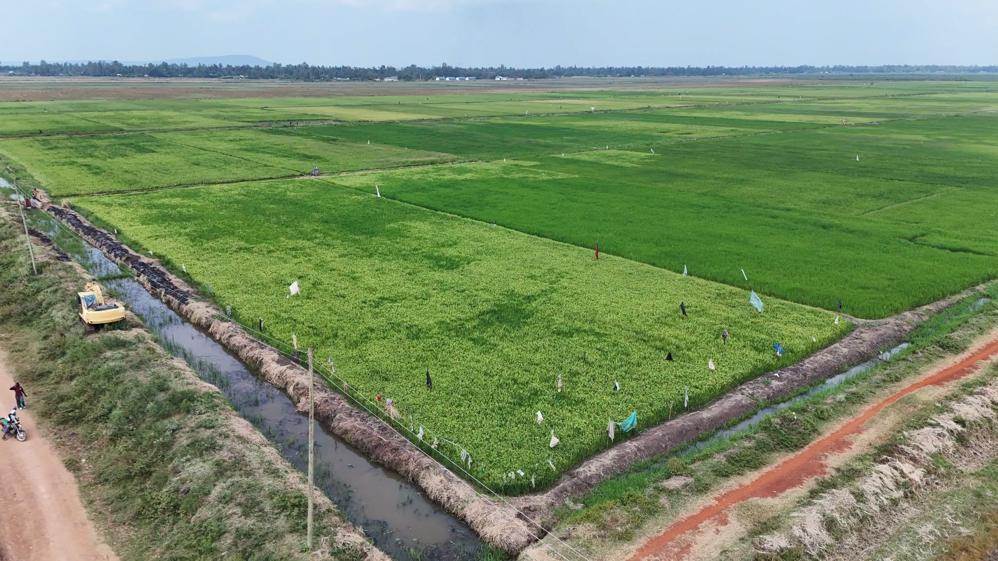Western Kenya Rice Project Grows to 3,200 Acres