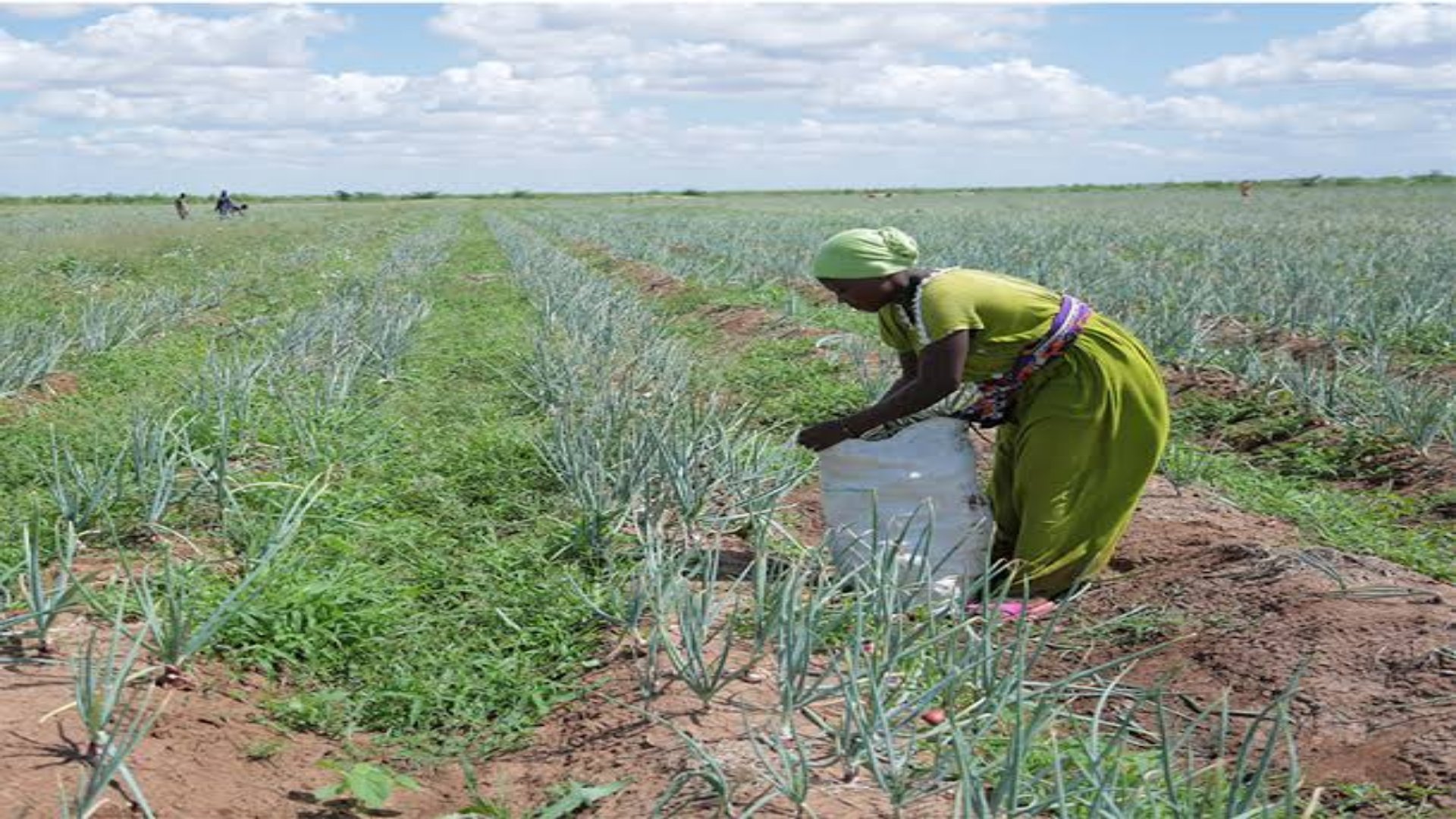 President Ruto's plan for Bura and Hola irrigation schemes aims to double irrigated land to 25,000 acres, creating 120k jobs and boosting food security.