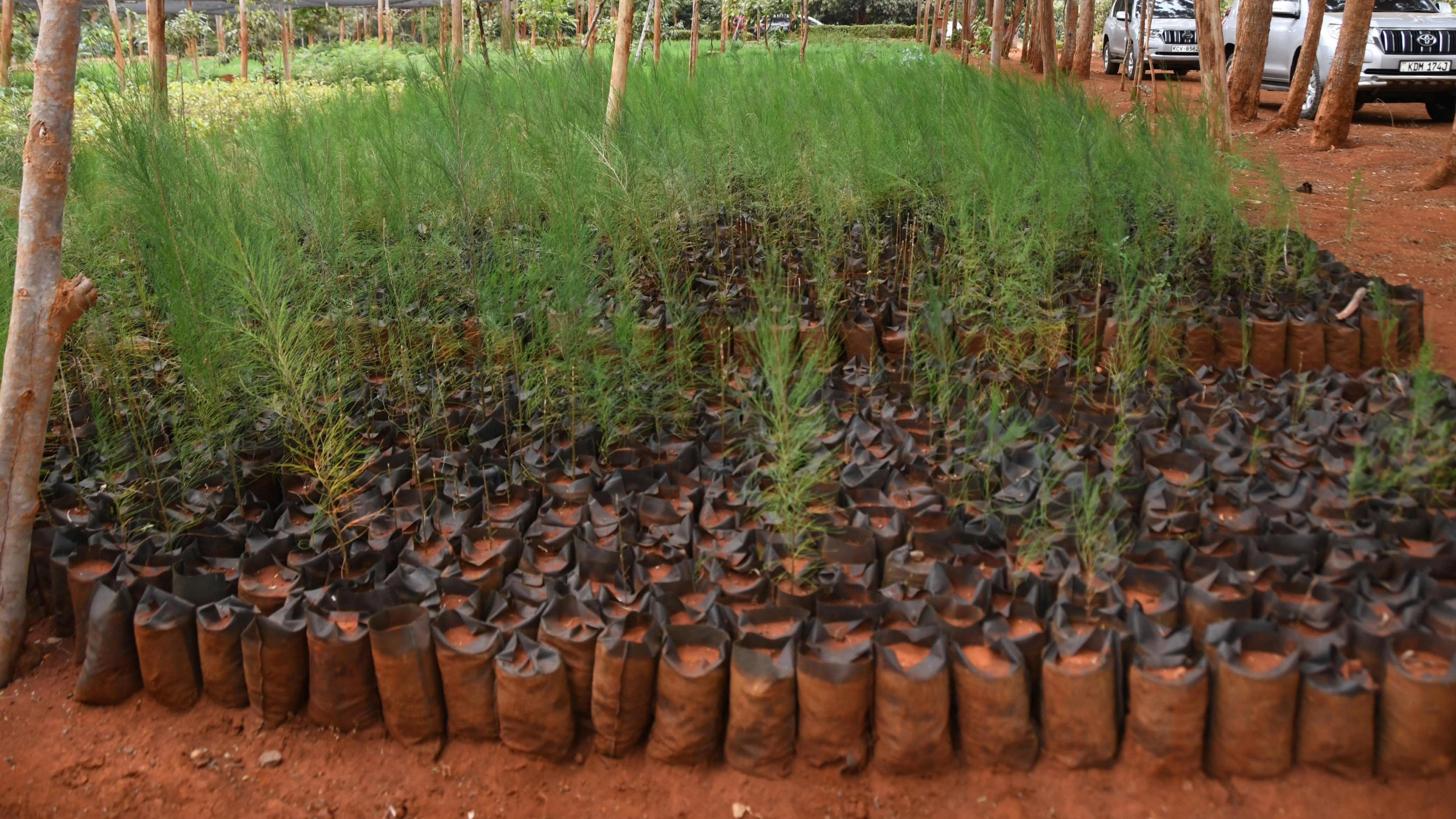 State department inspects progress on Sh73m Ruiru Prison Farm irrigation project