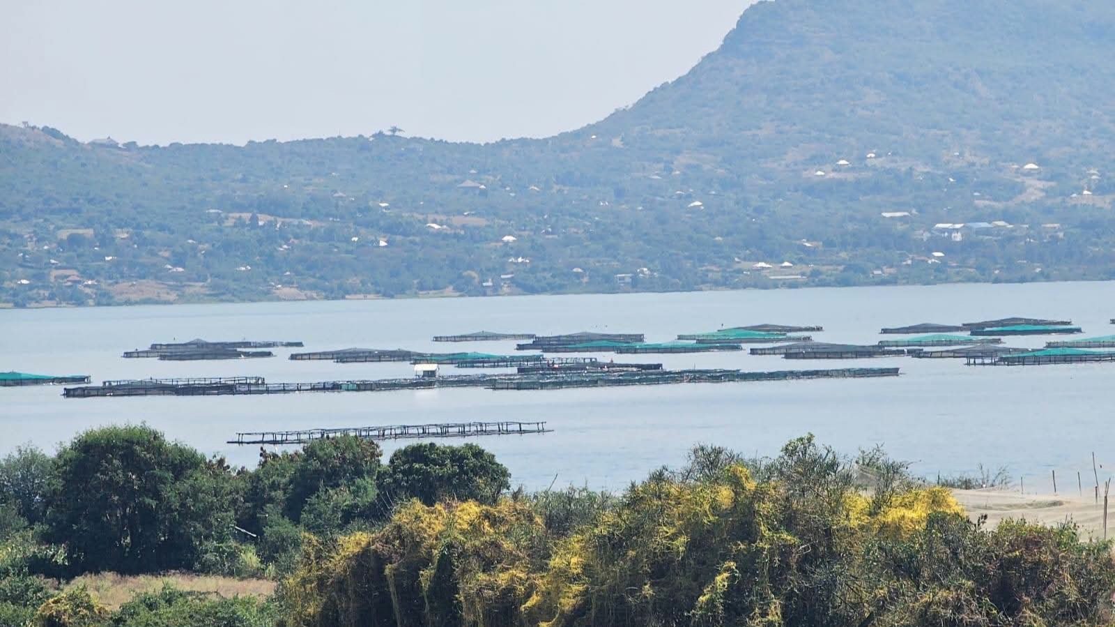 15 Homa Bay Hotels Petition Against Unregulated Fish Cage Expansion in Lake Victoria