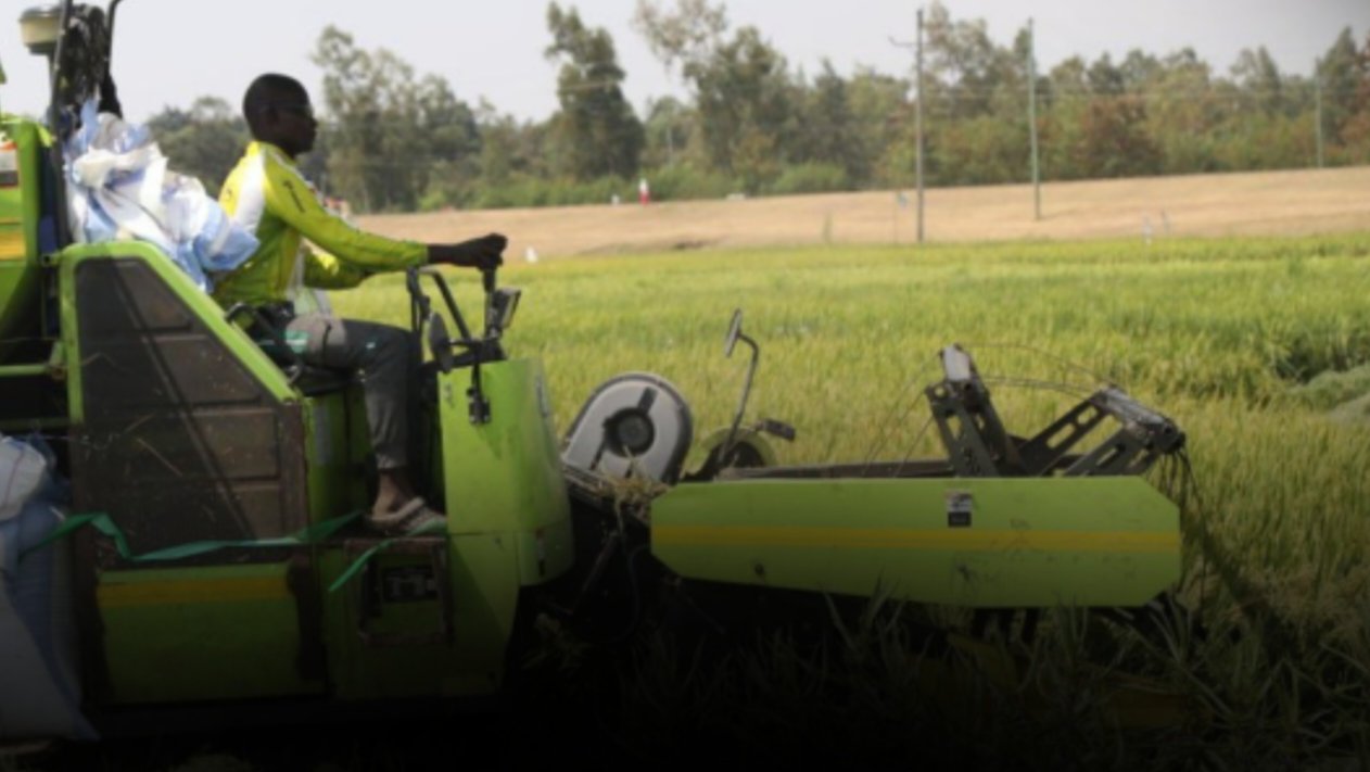 Unused Homa Bay Grazing Land Reclaimed for Rice Project