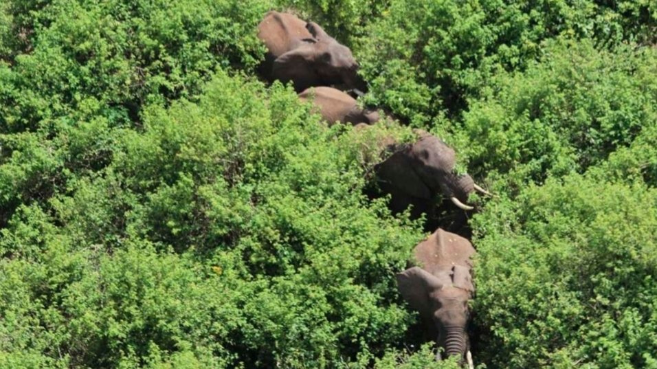 Parliament Defends Forest Law in Imenti Lodge Battle