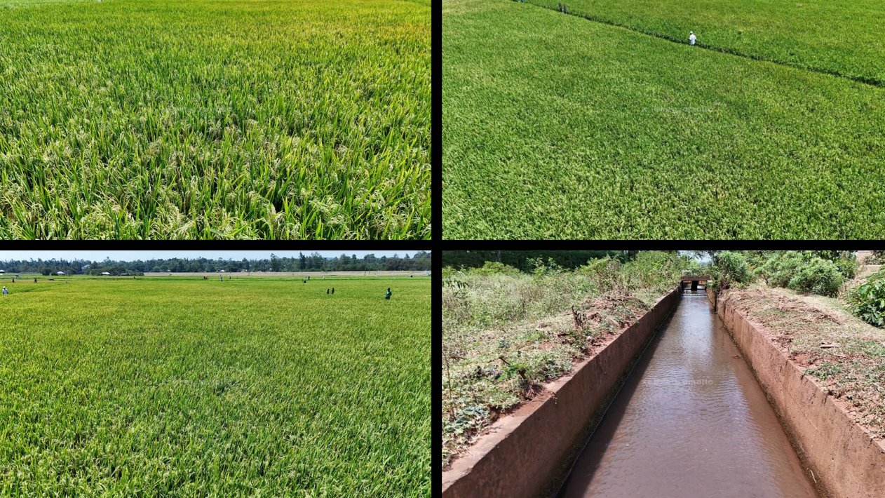 State Intervenes to Protect Homa Bay KOSFIP Irrigation Infrastructure