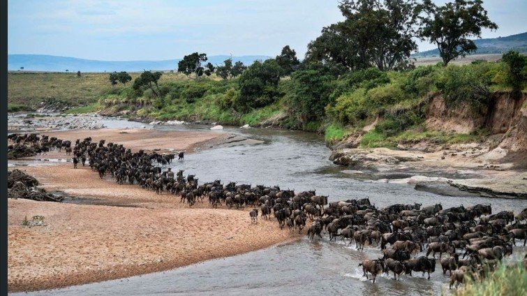Wildebeest Migration Draws Fresh Interest in Maasai Mara