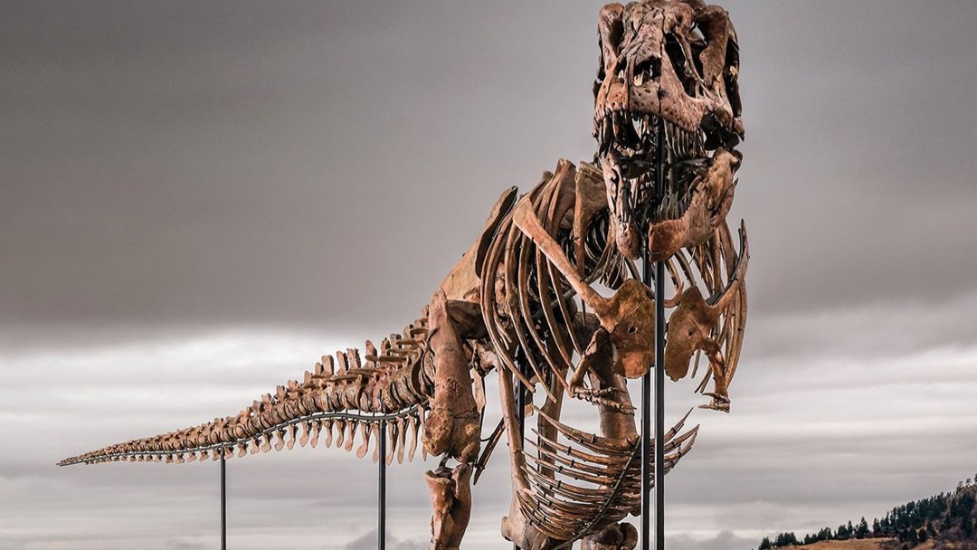 Millions at Stake as Rare T. Rex Skeleton Headed to Auction Block