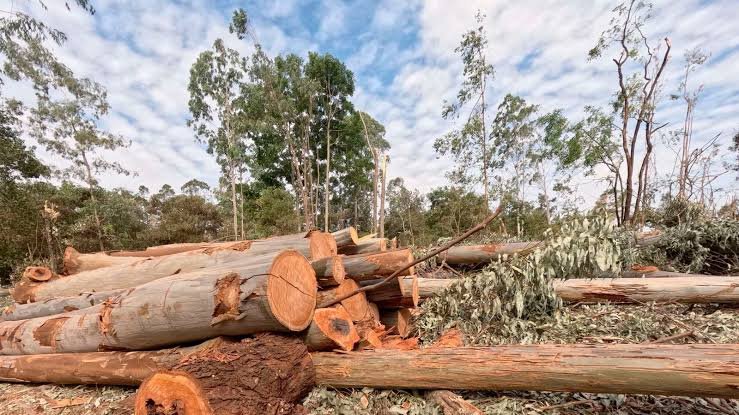Lawmakers Warned Against Altering Kenya Forest Borders