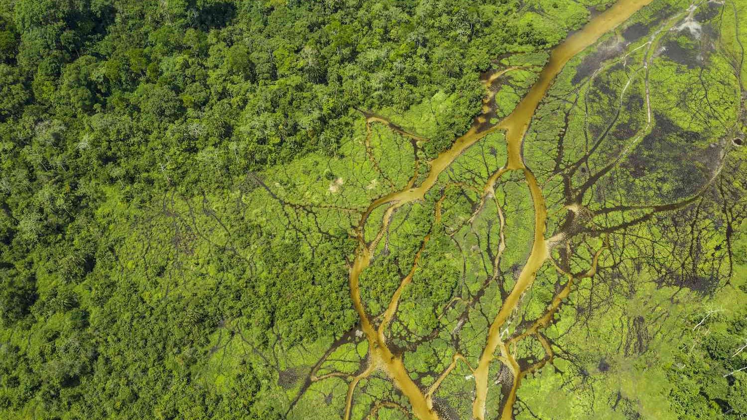 Aerial view of dense tropical rainforest canopy in the Congo Basin with a river winding through the vegetation.