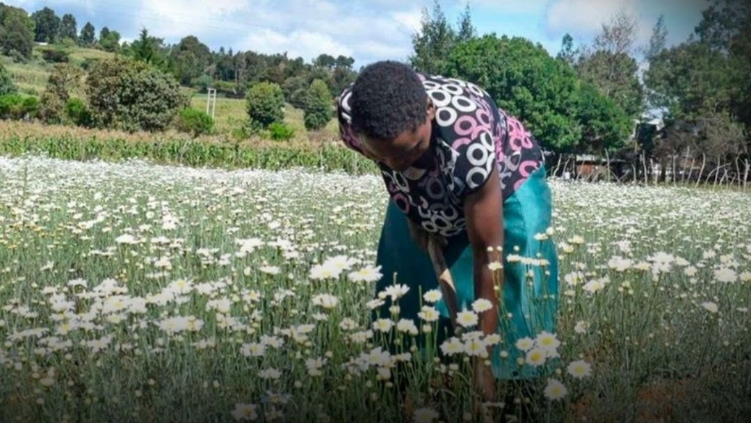 Why Kenya pyrethrum sector collapsed after dominating global market