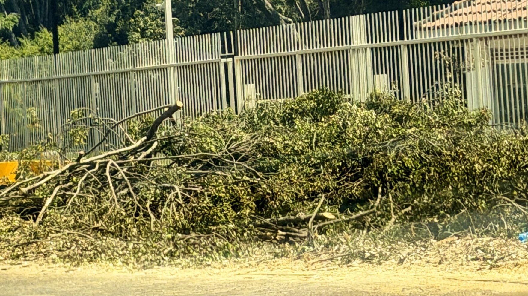 Piles of felled tree branches along a fenced section of State House Road in Nairobi.