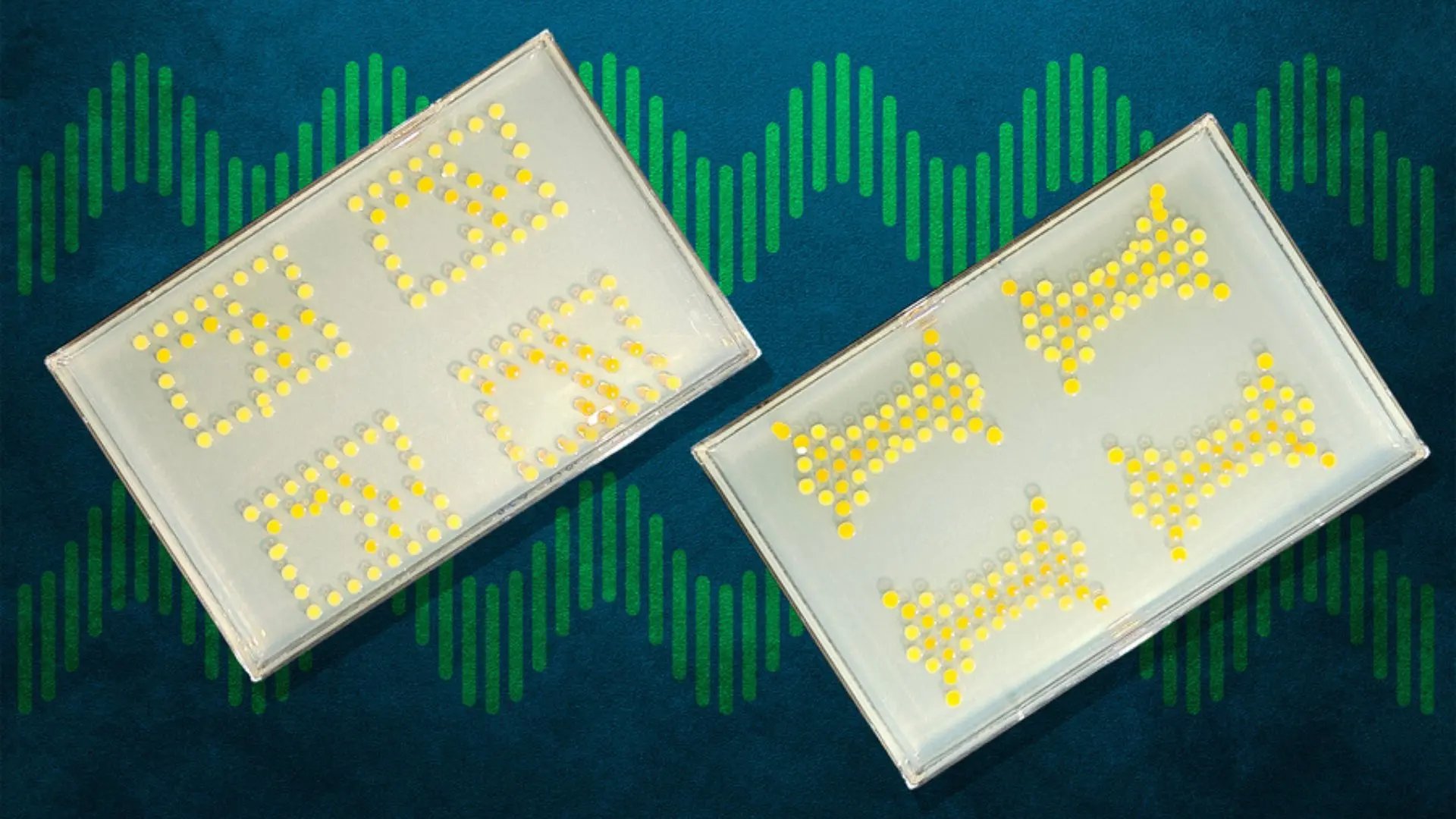 Engineers grow living biological circuit boards inside Petri dishes using bacteria