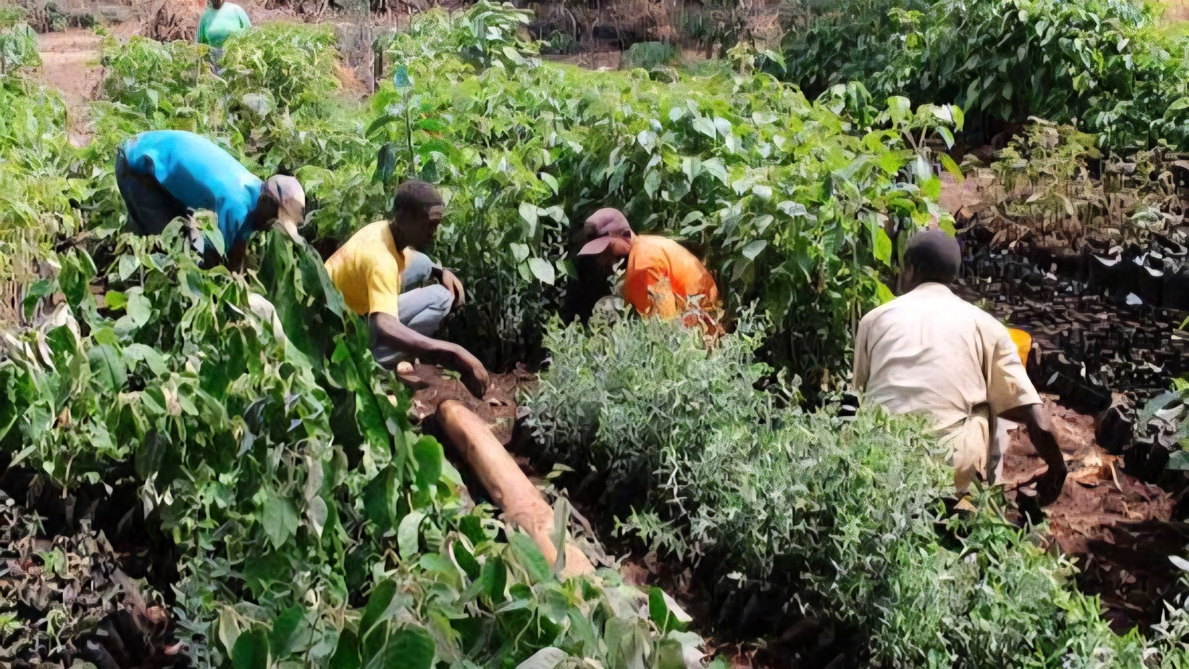 Storm Brews Over Plan to Build State Lodge in Imenti Forest