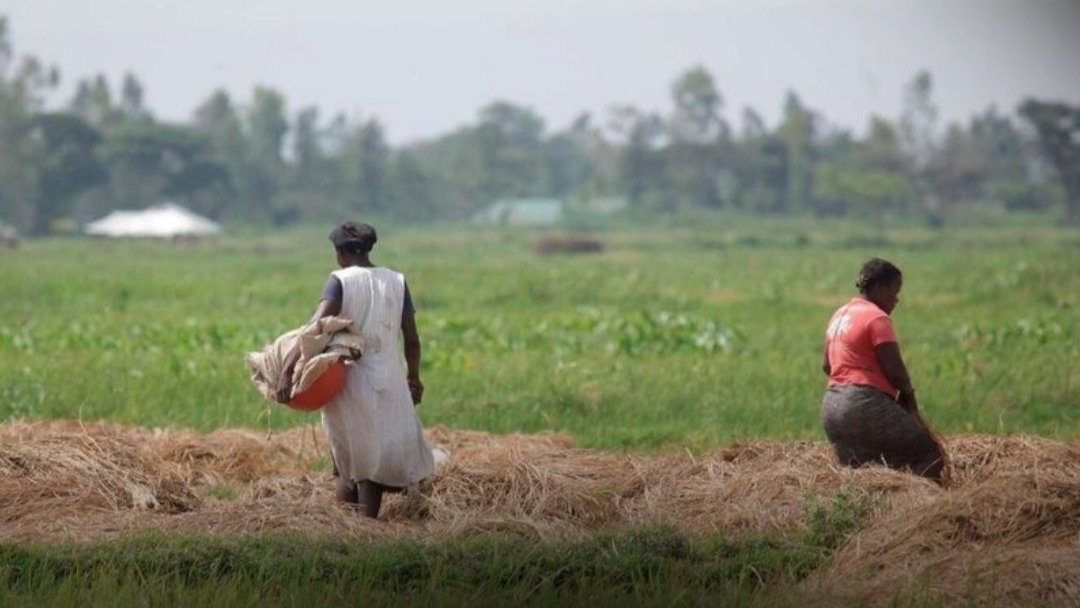 Ahero Irrigation Scheme in Kisumu Set for Sh5.1 Billion Upgrade With Solar Power Shift