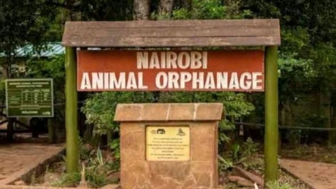 KSh4 Billion Nairobi Animal Orphanage Relocation to Bomas Site Ignites Debate Over Park Land Use