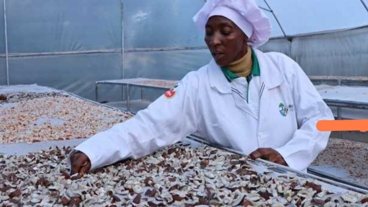 Kilifi Women Turn Coconut Waste Into Zero-Waste Enterprise