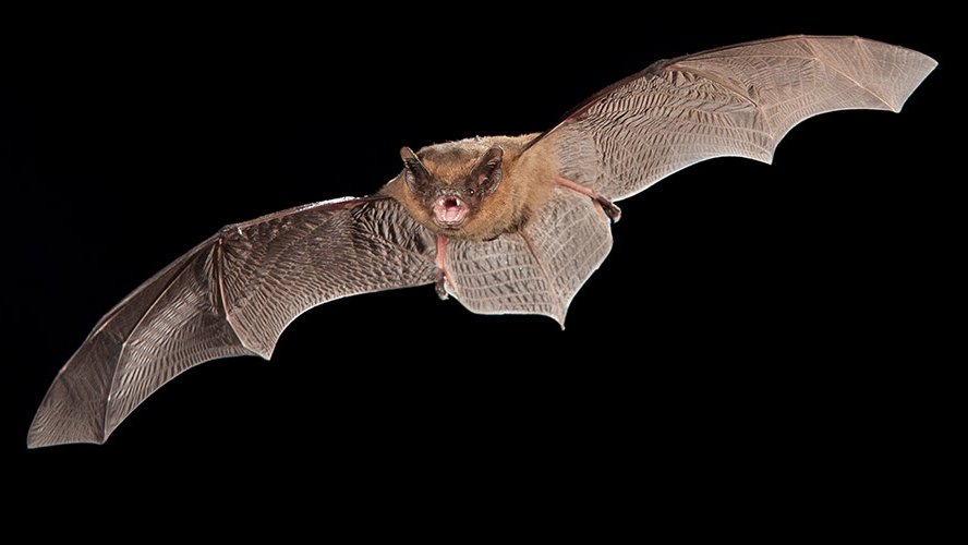 Contractor Fined £17,000 After Skipping Bat Survey Kills Roost Of 150