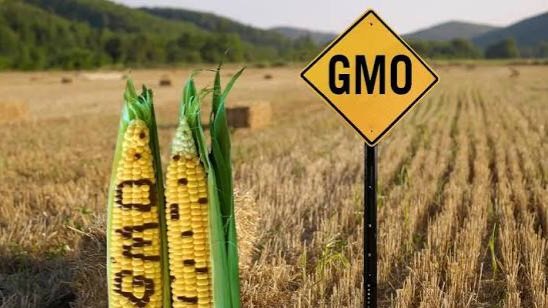 A close-up photograph of a small wooden sign with the text GMO placed in a soil bed alongside green crop seedlings.