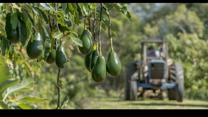 Avocado farm land near Amboseli National Park in Kajiado County, an area used as a wildlife corridor for elephants.