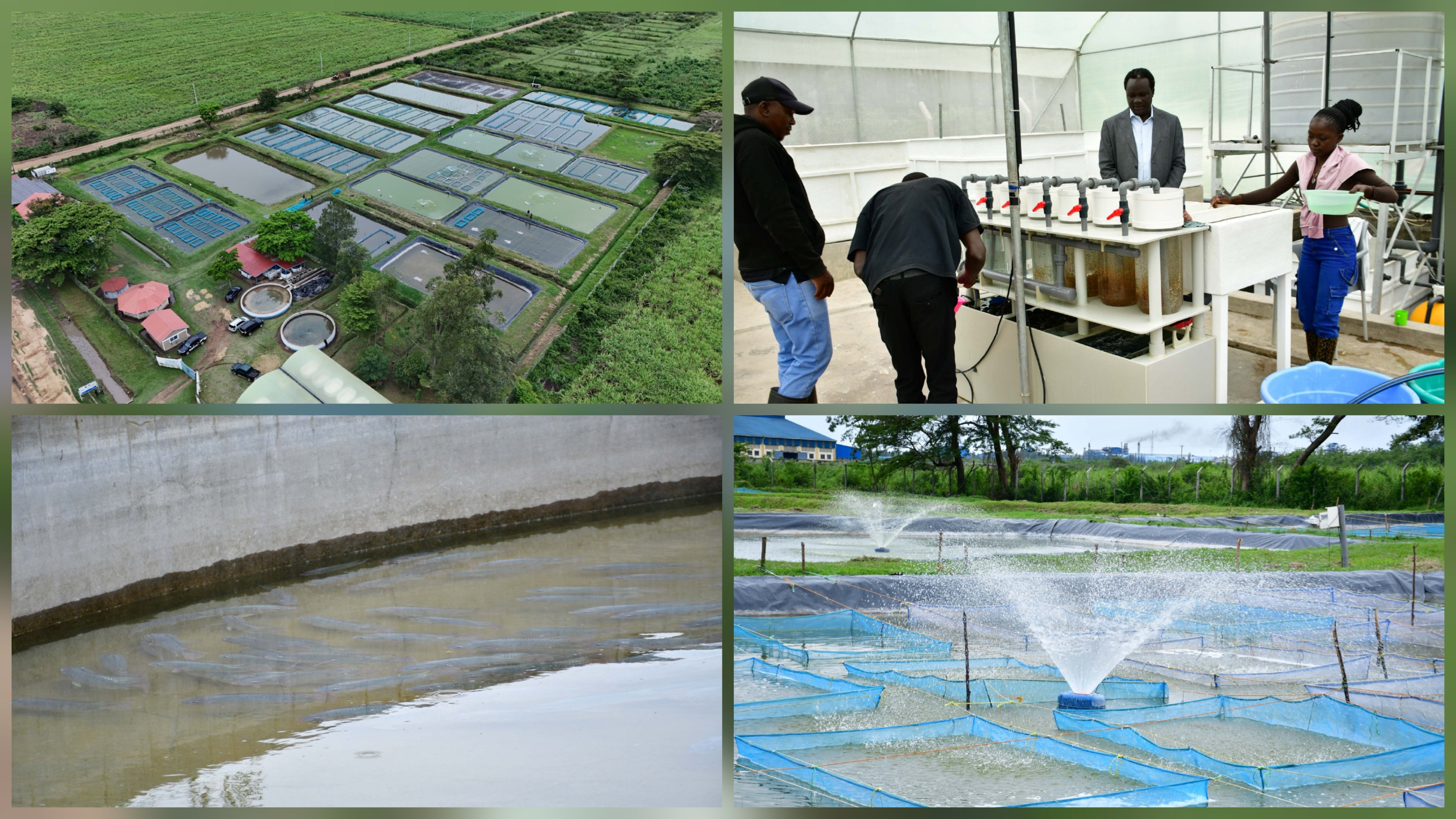 Aerial and ground-level views of the Kibos Aquaculture Centre showing multiple fish ponds and a Recirculating Aquaculture System unit.