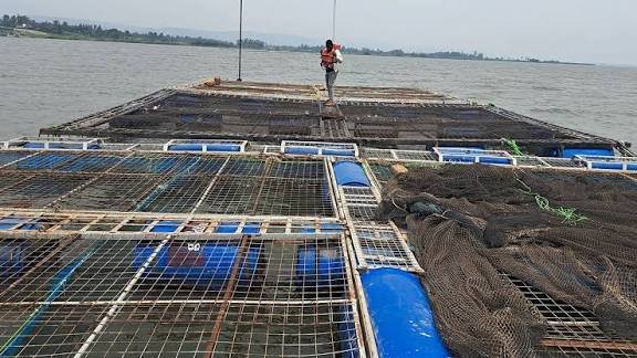 Aerial view of the Kibos Aquaculture Centre fish ponds and a worker handling fish in a red container.
