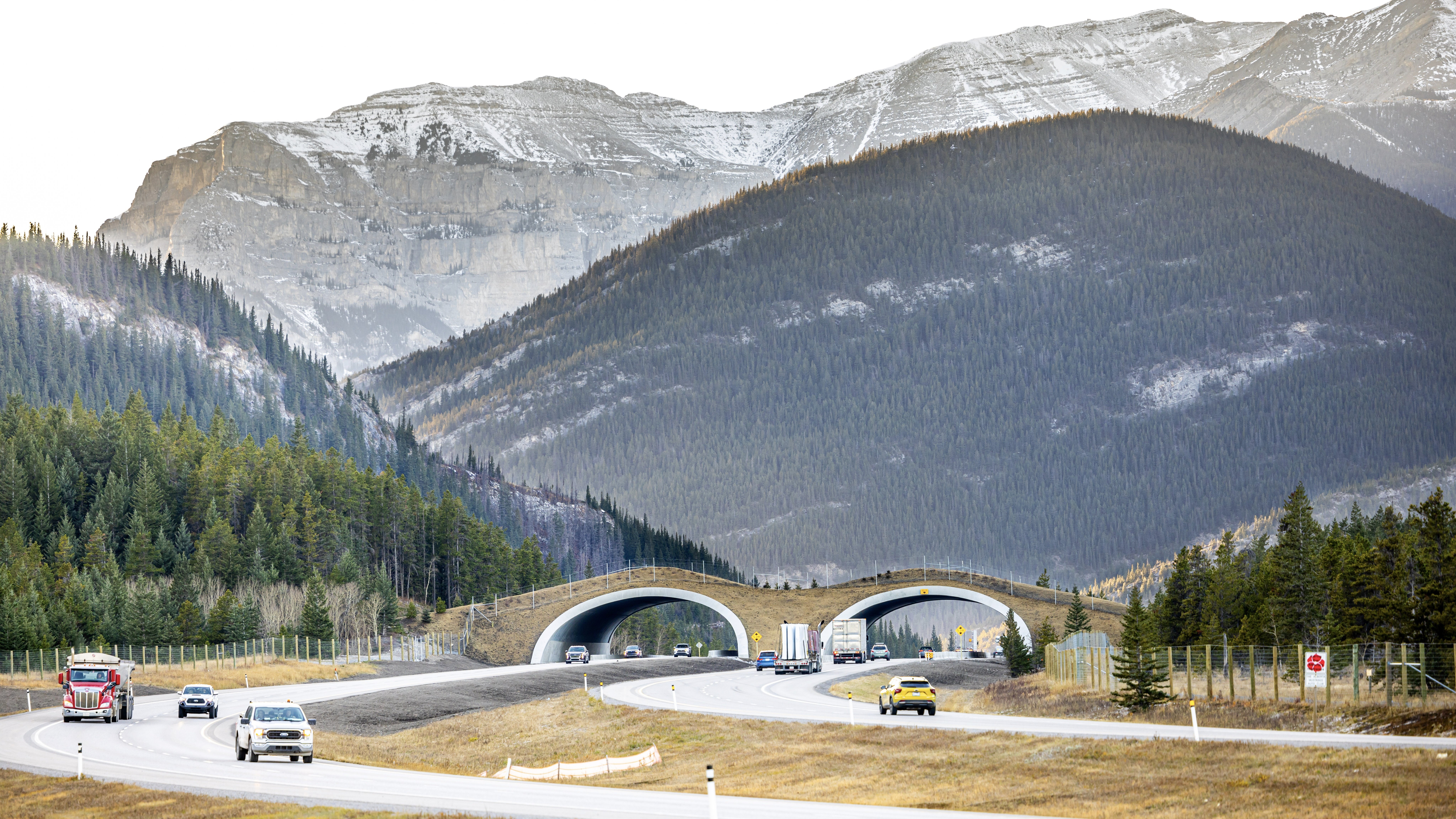 Wildlife Overpasses And Rope Bridges Cut Roadkill On Highways Worldwide